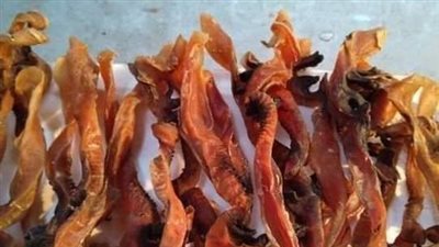 الصرمباء.. حكاية عشق أبناء السويس لقوقعة البحر الفريدة