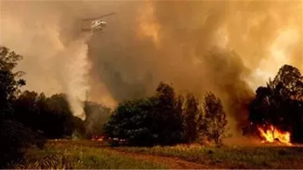 حرائق الغابات في