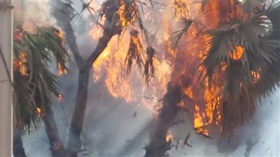 السيطرة على حريق اندلع في حديقة مجاورة لمجمع مدارس وسط مدينة السويس 