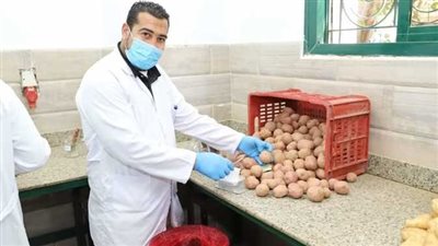 الحجر الزراعي يكشف عن كميات تقاوي البطاطس المستوردة 