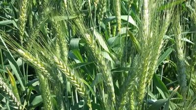 مديرية الزراعة ببورسعيد توضح أسباب اصفرار القمح في مراحل النمو المبكرة وتقدم الحلول