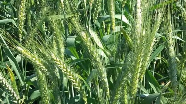 القمح - تعبيرية 