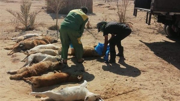 الكلاب النافقة شمال