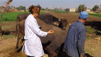 انطلاق الحملة القومية الثالثة للتحصين ضد الحمى القلاعية والوادي المتصدع بالمنيا