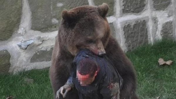 دب يهاجم شاب في سويسرا