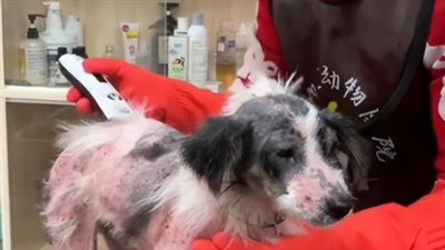 كلبة عاشت بجانب قبر صاحبتها المتوفية لمدة عامين.. ما القصة؟