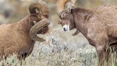 تفسير رؤية النطح في المنام.. دلالات وعلامات مختلفة للأذى والشرور