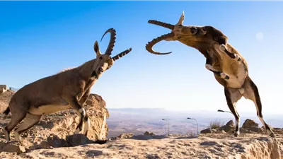 تفسير رؤية النطح في المنام للمتزوجة.. دلالة على تعرضها للقسوة أم التحمل؟