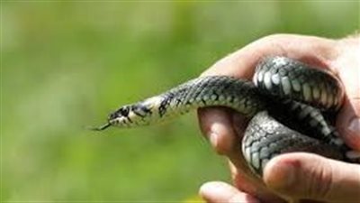 طوله متر ونصف.. طالب يصطحب ثعبانا لمدرسته في سوهاج