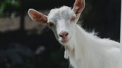 تفسير رؤية التيس الأبيض في المنام.. دلالات ورموز متنوعة