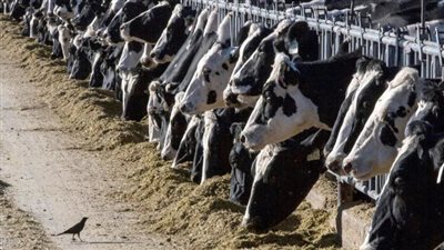 دراسة: إنفلونزا الطيور H5N1 في حليب الأبقار قد يقاوم العلاجات المضادة للفيروسات