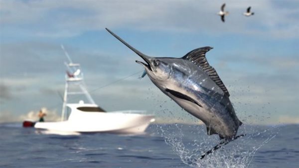 أسماك أبو سيف