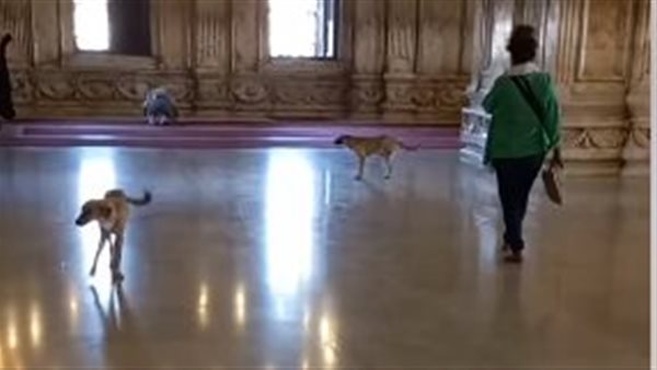 دخول كلبين مسجد محمد