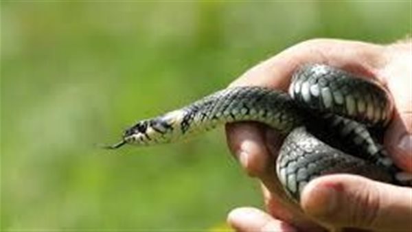 ثعبان - أرشيفية