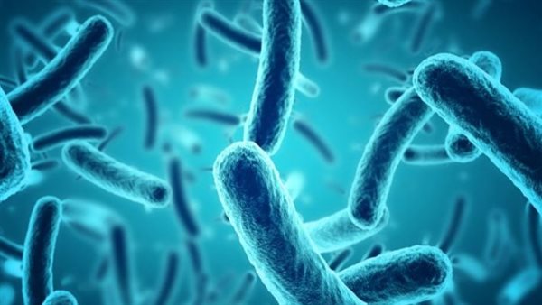 البكتيريا العصية