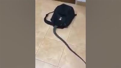 تعليم سوهاج تصدر قرارا بفصل الطالب صاحب واقعة اصطحاب الثعبان معه إلى المدرسة |بث مباشر 