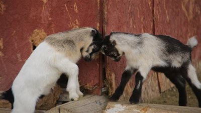 تفسير رؤية النطح في المنام للحامل.. دلالة على التعامل القاسي