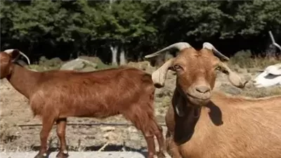  تفسير رؤية التيس البني في المنام
