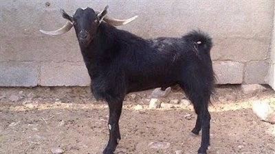 تفسير رؤية التيس الأسود في المنام.. هل هو رمز للسلطة أم تحذير من الخطر؟