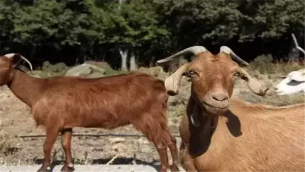  تفسير رؤية التيس