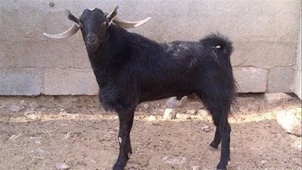  تفسير رؤية التيس