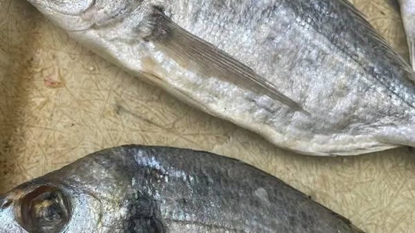 أسماك غير صالحة للاستهلاك