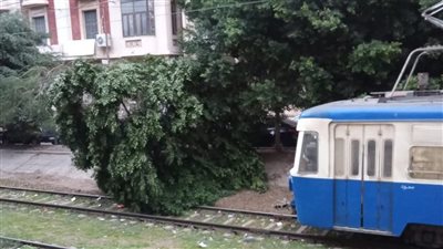 بسبب الرياح.. توقف حركة ترام الرمل إثر سقوط شجرة بمحطة كليوباترا في الإسكندرية