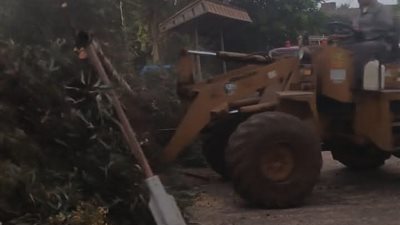 سقوط شجرة وعمود كهرباء في المنوفية بسبب التقلبات الجوية