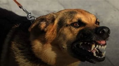 إصابة صغير بجروح في الوجه عقره كلب ضال في الدقهلية 