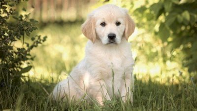 رؤية الكلاب في المنام والخوف منها.. 7 دلالات تحذيرية للمتزوجة والعزباء