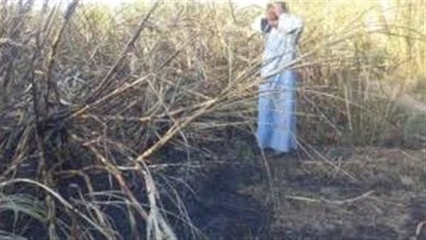 قصب- أرشيفية