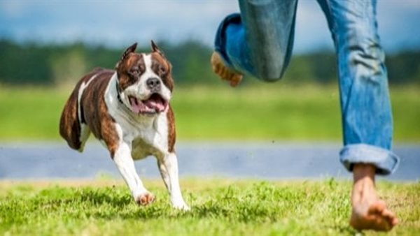 تفسير رؤية هجوم الكلاب