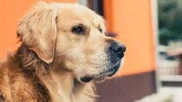  تفسير رؤية الكلب