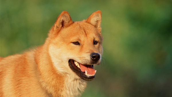 تفسير رؤية الكلاب