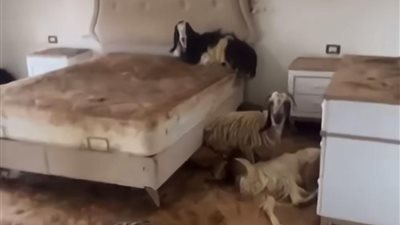 بعد عودته لمنزله.. لبناني يتفاجأ بـ 4 أغنام في غرفة نومه
