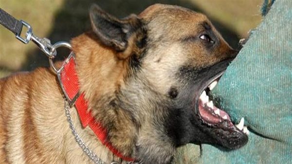 عقر كلب - صورة تعبيرية