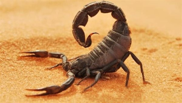 رؤية العقرب في المنام