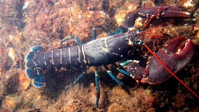 بعد اكتشاف شعورها بالألم.. علماء الحيوان يدعون إلى فرض حظر فوري على سلق السرطانات حية