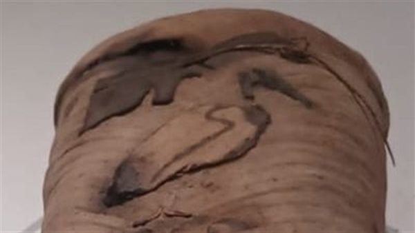  مومياء طائر أبو