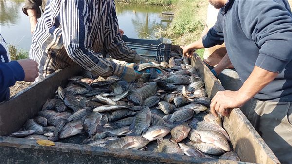 انطلاق موسم حصاد