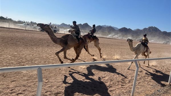 سباق الهجن بشرم الشيخ