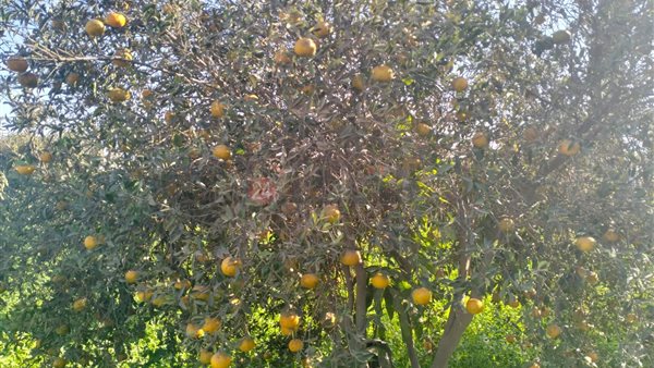 بدء موسم حصاد البرتقال