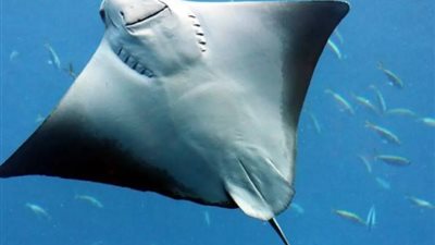  أستاذ أحياء بحرية: ظهور سمكة الراي الضخمة بالبحر الأحمر سببه التغيرات المناخية