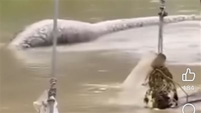  ظهور ثعبان أناكوندا ضخم في تايلاند بالتزامن مع الفيضانات 