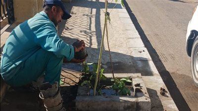 زراعة 55 شجرة زينة و1000 شتلة بكورنيش أرمنت العلوي بالأقصر