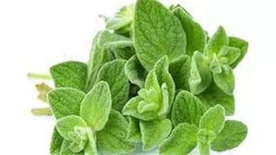 وداعا لهشاشة العظام.. عشبة طبية تساعد على تجنب الألم | تعرف عليها