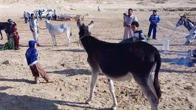 واحة سيوة تشهد تنظيم مسابقة أفضل حمار في اللياقة البدنية| صور