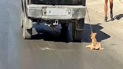 ربطوه في العربية.. ضبط شخصين سحلا كلبا بشوارع حدائق الأهرام