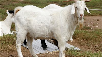 تفسير رؤية التيس في المنام للعزباء.. هل هو رمز للسلطة أم الحب؟