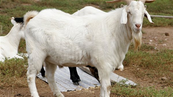 تفسير رؤية التيس